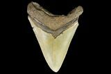 Serrated, Fossil Megalodon Tooth - North Carolina #147483-2